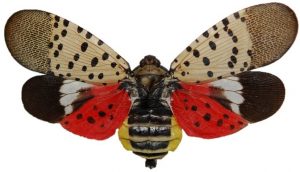 FREE PUBLIC MEETING on the SPOTTED LANTERNFLY @ Lower Heidelberg Township Office Building | Reading | Pennsylvania | United States